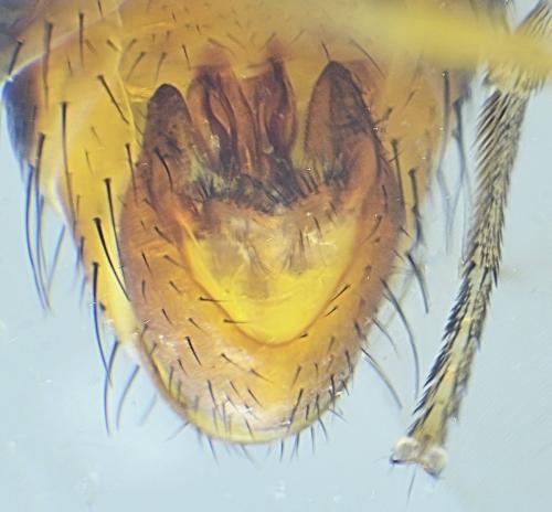 Prosopomyia pallida